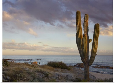 Saguaro (Carnegiea gigantea) cactus at beach, Cabo San Lucas, Mexico