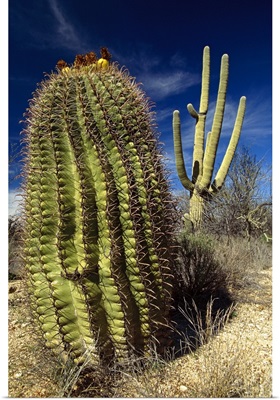 Saguaro with Fishhook Barrel Cactus, Sonoran Desert, Arizona