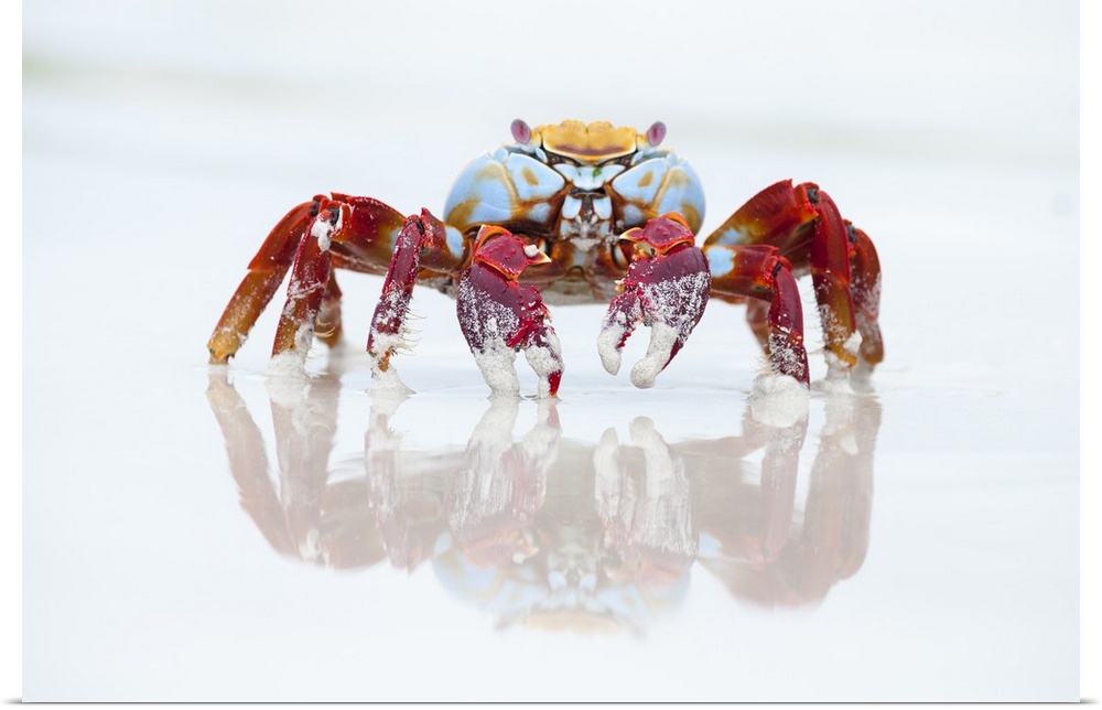 Sally Lightfoot Crab on beach, Tortuga Bay, Santa Cruz Island, Galapagos Islands, Ecuador.