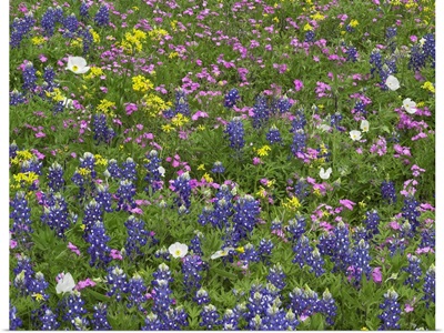 Sand Bluebonnet, Pointed Phlox, White Prickly Poppy, and Squaw-weed flowers