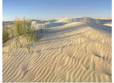 Sand dunes, Monahans Sandhills State Park, Texas