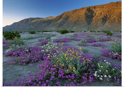Sand Verbena and Desert Sunflowers, Anza-Borrego Desert State Park, California
