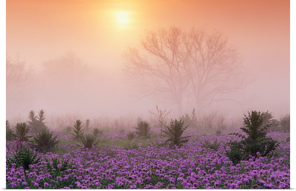 Photograph of flower meadow sprinkled with tall shrubs on a misty morning.  The silhouettes of large trees in the distance...