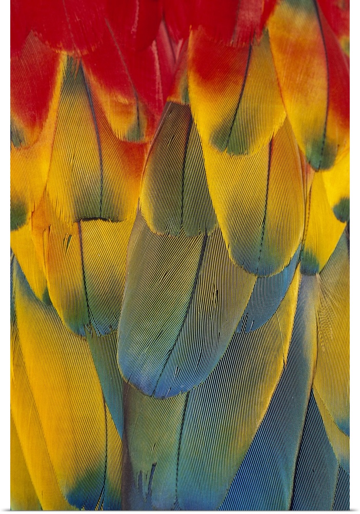 Scarlet Macaw (Ara macao) close-up of colorful feathers
