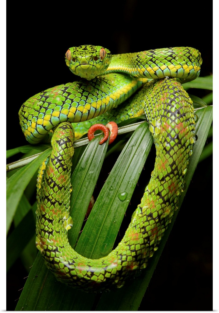 Schultz' Pit Viper (Trimeresurus schultzei) showing red tail tip used for caudal luring, Thumb Peak, Palawan Island, Phili...