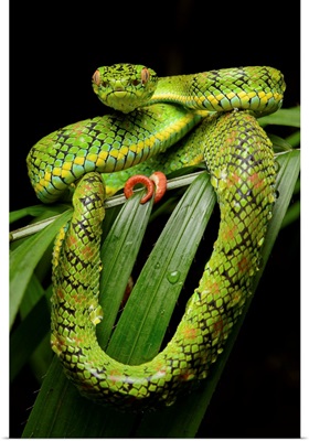 Schultz' Pit Viper showing red tail tip, Palawan Island, Philippines