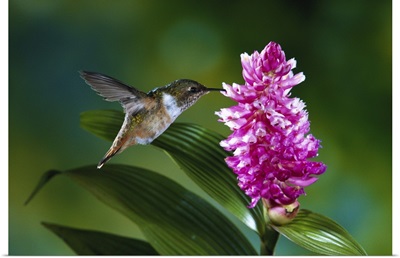 Scintillant Hummingbird female feeding at flowers of epiphytic Orchid, Costa Rica
