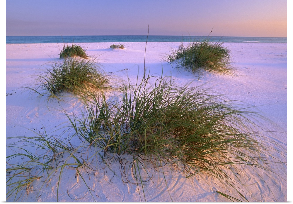 Small clumps of sea grass grow in the fine white sand of this beach photograph ready for hanging on a beach cottage wall.