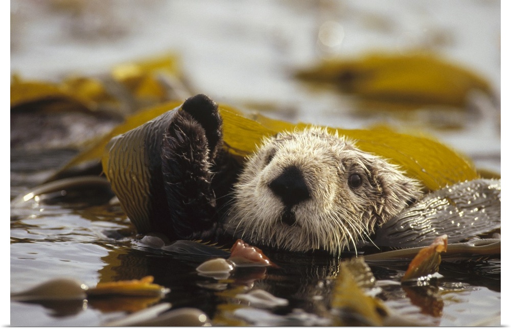 Sea Otter (Enhydra lutris) floating in kelp bed, northern Pacific Ocean