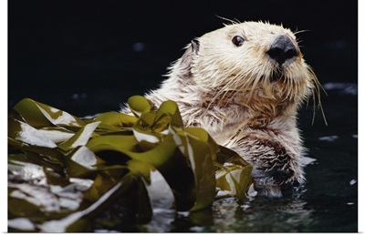 Sea Otter portrait in Kelp, Pacific coast, North America