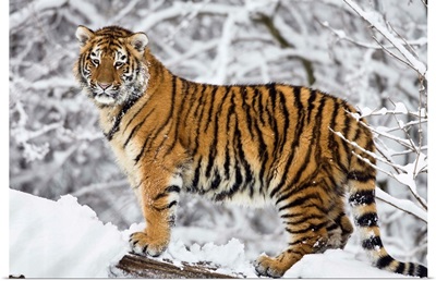 Siberian Tiger juvenile in snow