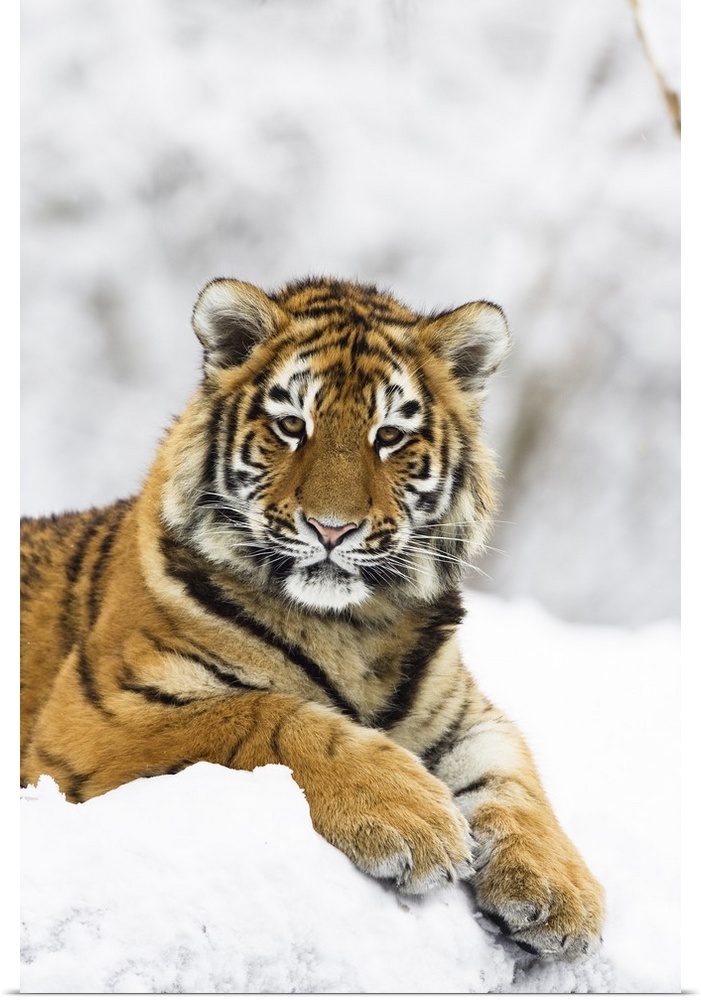 Sibirischer Tiger im Schnee, Panthera tigris altaica / Siberian Tiger in snow, Panthera tigris altaica, captive