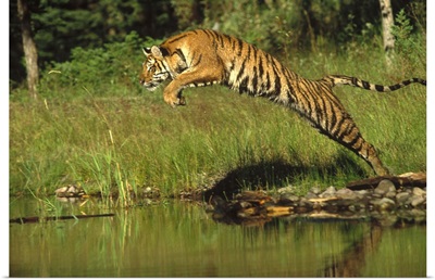 Siberian Tiger (Panthera tigris altaica) leaping across river, Asia