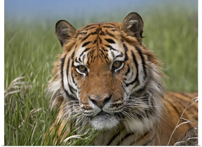 Siberian Tiger (Panthera tigris altaica) portrait, endangered, native to Siberia