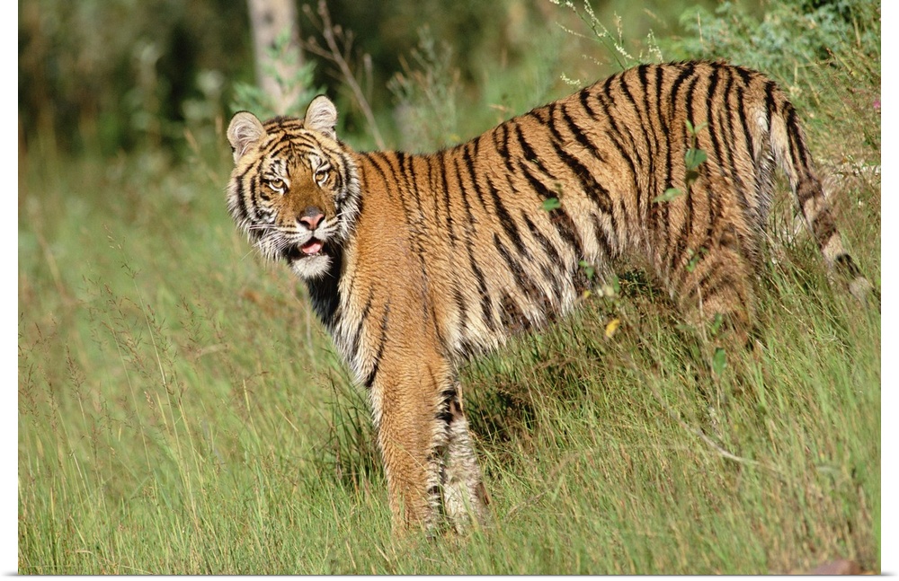 Siberian Tiger (Panthera tigris altaica) standing in green grass