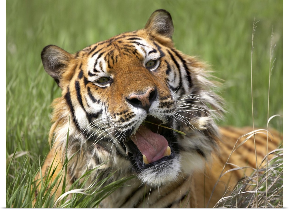Siberian Tiger (Panthera tigris altaica) yawning, endangered, native to Siberia