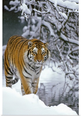 Siberian Tiger walking in snow, Siberian Tiger Park, Harbin, China