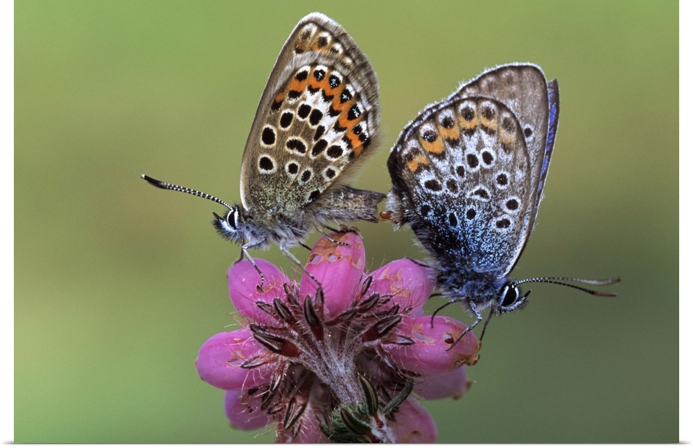 Silver-studded Blue butterfly (Plebejus argus) pair mating on flower, Europe