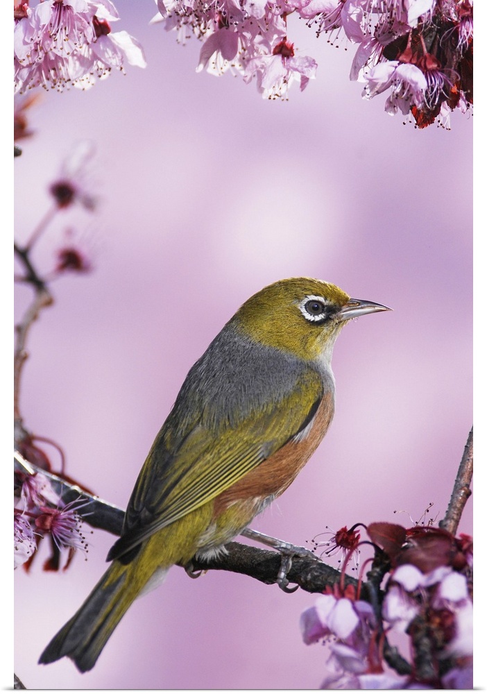 Silvereye (tauhou) perches on a cherry blossom in Spring, Christchurch