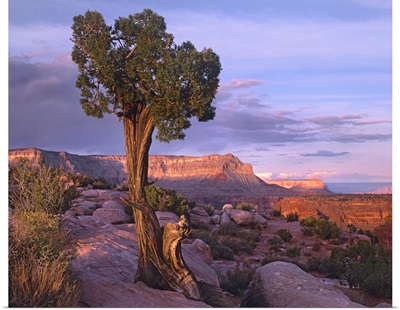 Single-leaf Pinyon Pine at Toroweap Overlook, Grand Canyon National Park, Arizona