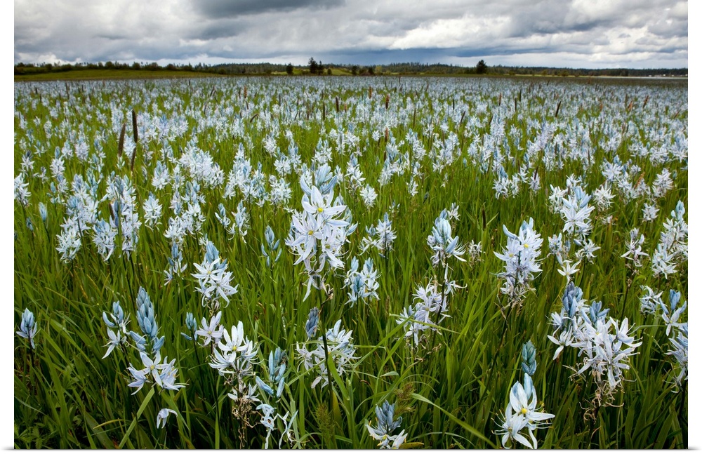 Camas flowers (Camassia quamash), On Weippe Prairie, Idaho. On September 20, 1805 the first members of Lewis and Clark's C...