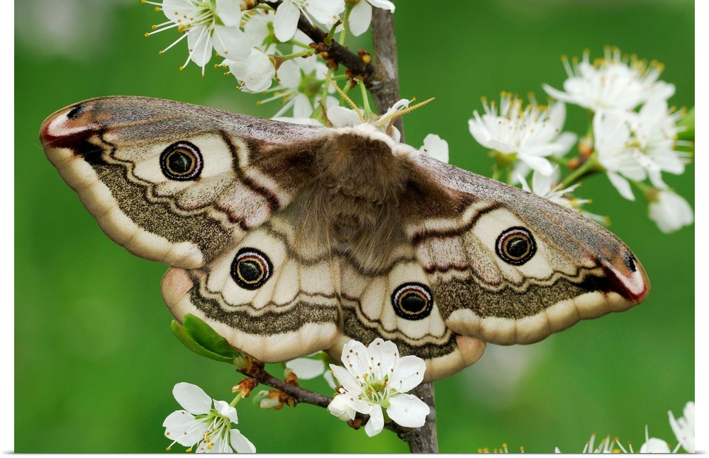 Emperor Moth - female - on blackthorn - Switzerland