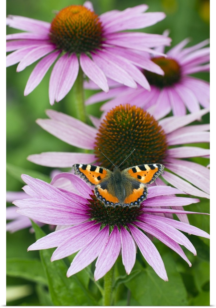 single butterfly feeding on Rudbekia flowers in garden, Lower Saxony, Germany, Europe.