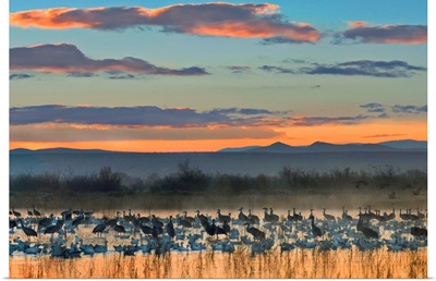 Snow Geese and Sandhill Cranes, Bosque del Apache National Wildlife Refuge, New Mexico