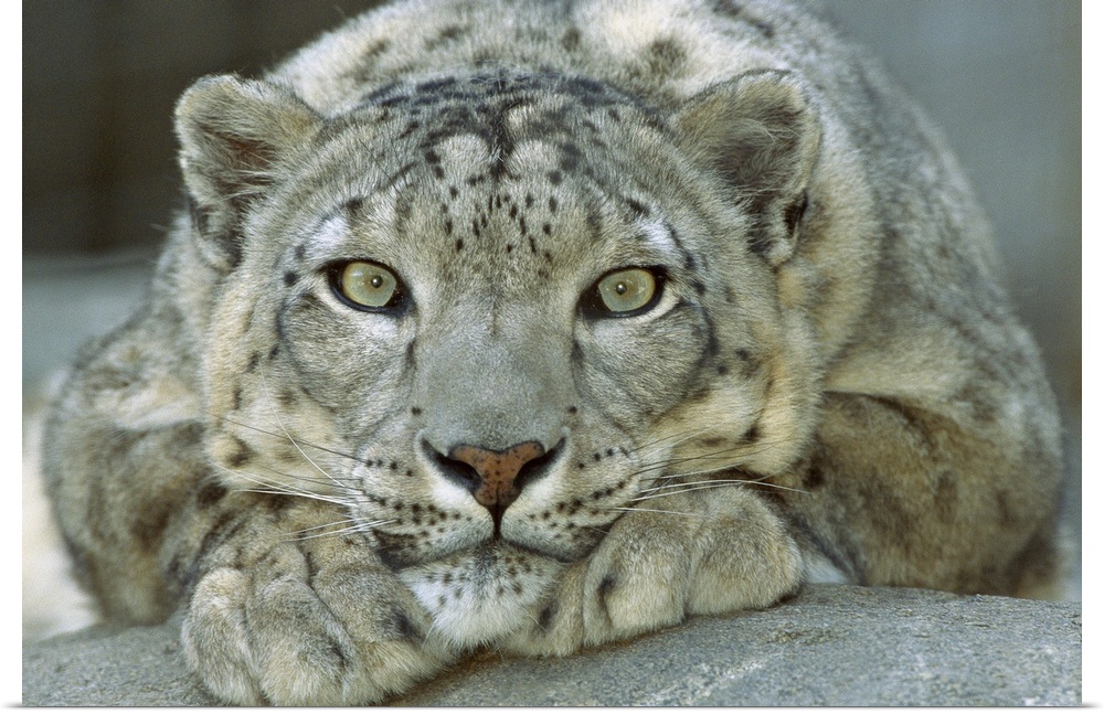 Landscape, close up photograph of a snow leopard (Uncia uncia) portrait, lying on a rock, his chin resting on his front pa...