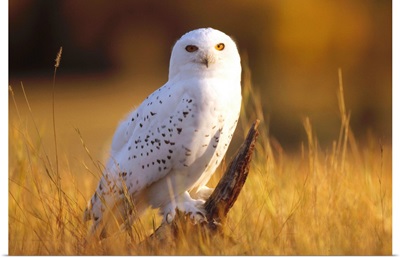 Snowy Owl adult amid dry grass, circumpolar species, British Columbia, Canada