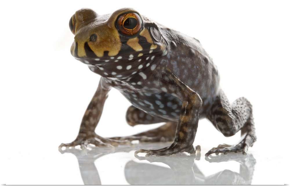 An unidentified, possibly new to science frog (Leptodactylidae) from Suriname