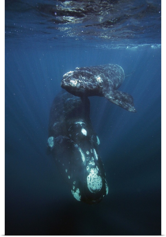 Southern Right Whale mother and calf, Valdes Peninsula, Argentina