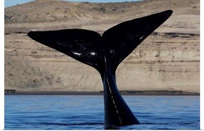 Southern Right Whale tail, Valdes Peninsula, Argentina