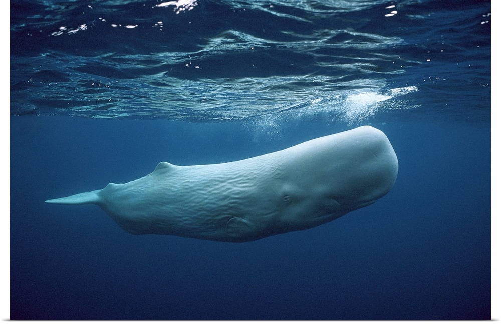 Sperm Whale (Physeter macrocephalus) white morph near surface, Azores Islands, Portugal