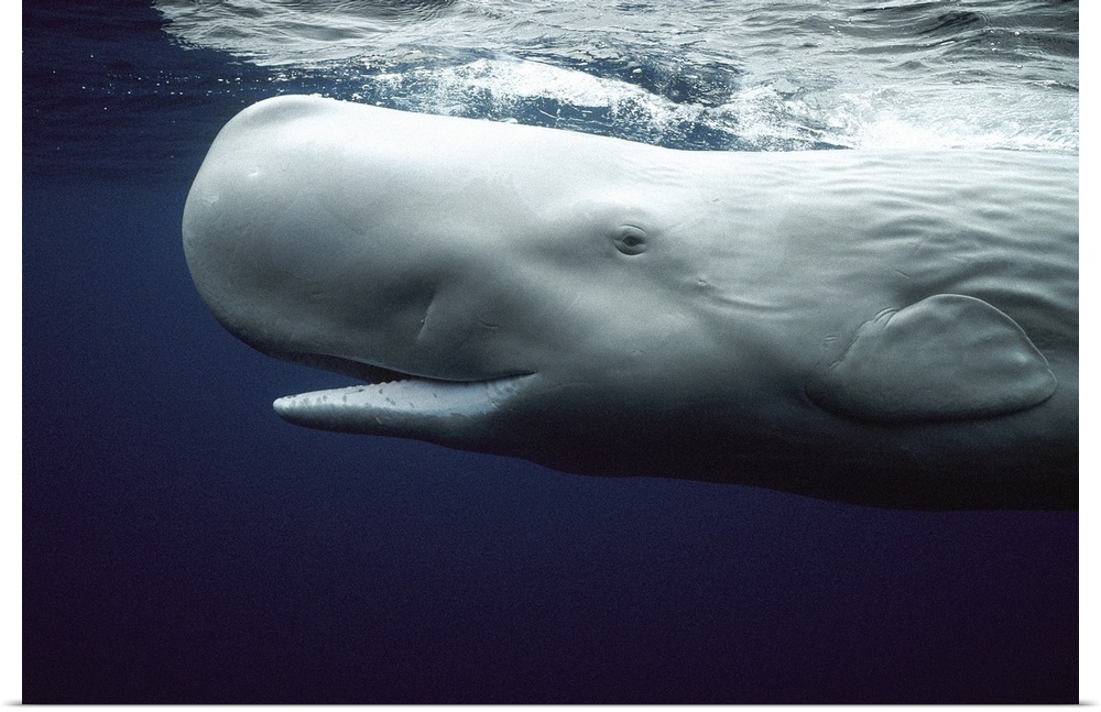 White Sperm Whale (Physeter macrocephalus) portrait, Azores Islands, Portugal
