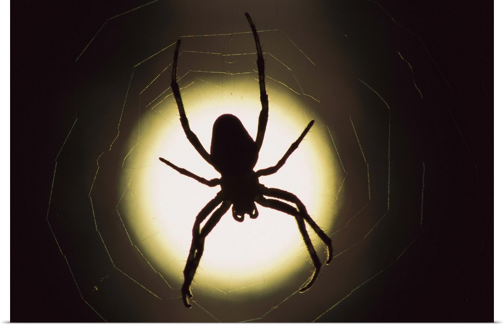 Spider (Araneus sp) silhouetted in its web, native to Europe