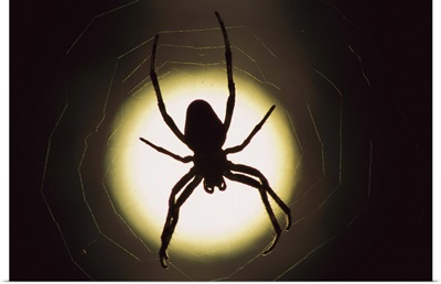 Spider (Araneus sp) silhouetted in its web, native to Europe