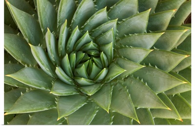 Spiral Aloe, UCSC Arboretum, Santa Cruz, Monterey Bay, California