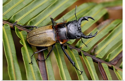 Stag Beetle, Malaysia