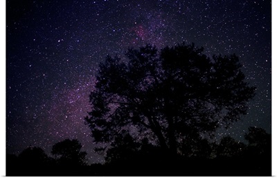 Starry sky with silhouetted Oak tree
