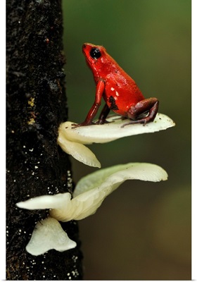 Strawberry Poison Dart Frog on mushroom, Tortuguero National Park, Costa Rica