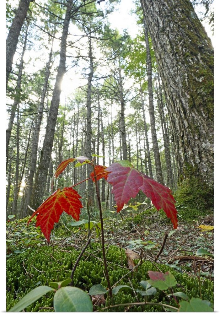 sugar maple Acer saccharum seedling growing beneath old-growth eastern hemlock forest Tsuga canadensis Nova Scotia