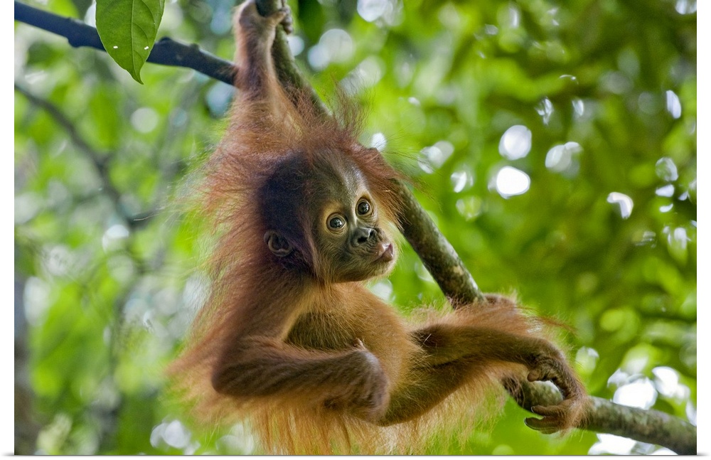 Sumatran OrangutanPongo abelii9 month old baby playing in treeNorth Sumatra, Indonesia*Critically Endangered