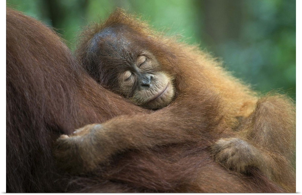 Sumatran OrangutanPongo abelii2.5 year old baby sleeping on motherNorth Sumatra, Indonesia*Critically Endangered