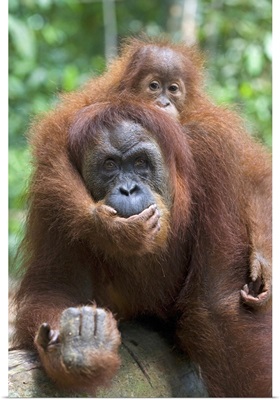 Sumatran Orangutan mother and playful two and a half year old baby