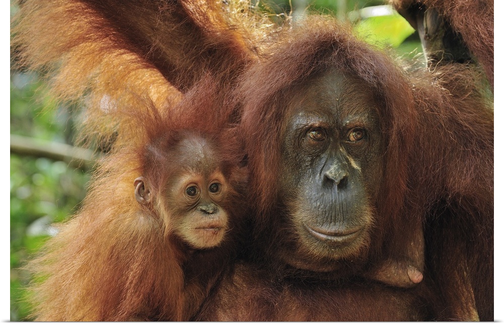Sumatran Orangutan - Pongo abelii - mother with baby - Gunung Leuser National Park - Northern Sumatra - Indonesia