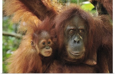 Sumatran Orangutan mother with young, Gunung Leuser National Park, Indonesia