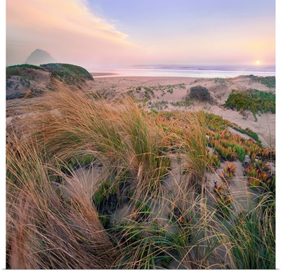 Sunset Over Grasses And Coastal Dunes, Morro Rock, Morro Bay, California
