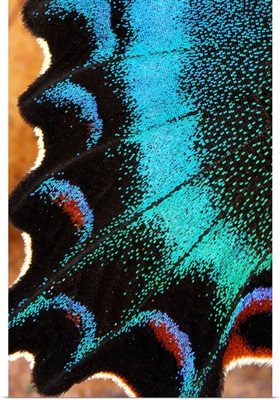 Swallowtail butterfly wing scales, China