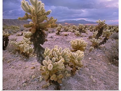 Teddy Bear Cholla cacti, Joshua Tree National Park, California